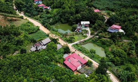 Yên Bái sắp có cơ sở chế biến quế 22 tỉ đồng