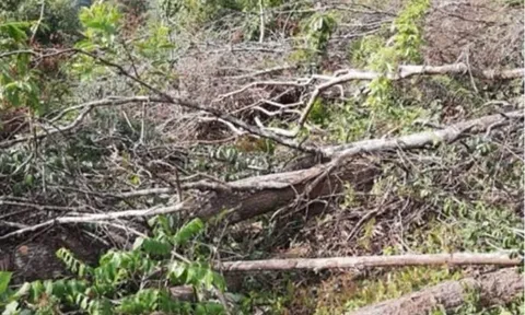 Rừng tự nhiên ở Bắc Kạn bị chặt phá