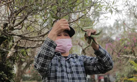 Tất bật trên thủ phủ đào ở Yên Bái những ngày giáp Tết