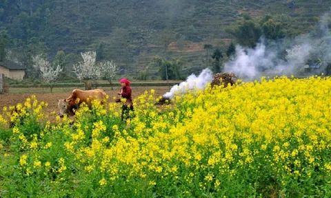 Du lịch Hà Giang tháng 2 có gì đẹp?