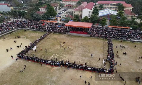 Chen chân dưới mưa lạnh xem chọi bò đầu xuân ở Cao Bằng