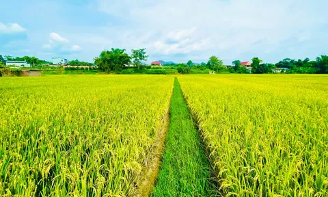 Hòa An phát triển giống lúa chất lượng cao Japonica