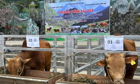 Hà Giang mang bò vàng lên sàn đấu giá, tiền thu được để xóa nhà tạm, nhà dột nát cho dân