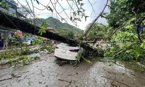 Mưa dông trút xuống TP Hòa Bình, cây đa cổ thụ bật gốc đè bẹp ô tô chở 4 người