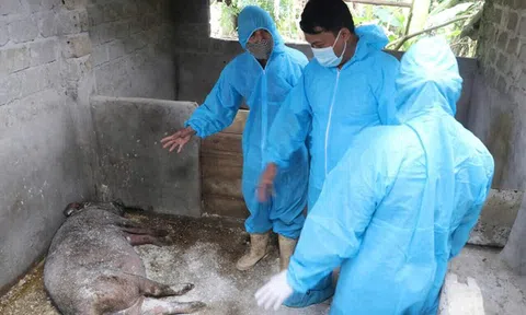 18 xã của tỉnh Phú Thọ bùng phát dịch tả lợn châu Phi