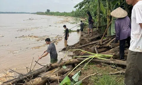 Phú Thọ: Sạt lở tiến nhanh vào đỉnh kè, xã Lâm Thao tổ chức ứng phó