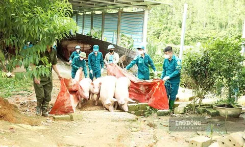 Gần nửa số xã ở Tuyên Quang công bố dịch tả lợn châu Phi