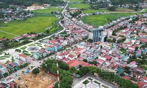 Điện Biên thu hồi hơn 400.000 m2 đất từ doanh nghiệp chăn nuôi bò