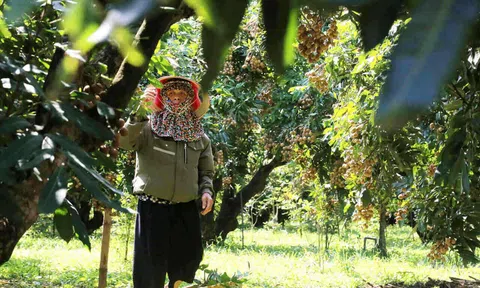 Vựa nhãn lớn nhất Phú Thọ vào vụ sớm