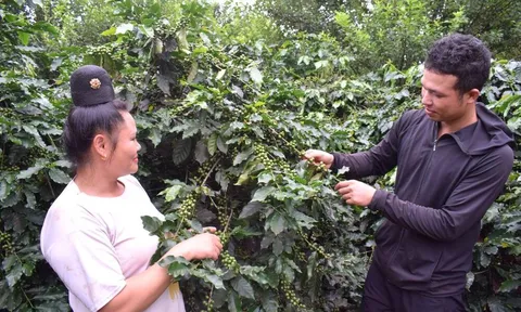 Sau mưa lũ, người dân Sơn La tất bật chuẩn bị cho vụ cà phê mới