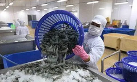 Công ty mẹ Minh Phú (MPC): Quý 1 lãi 102 tỷ đồng, giảm 25% so với cùng kỳ 2020